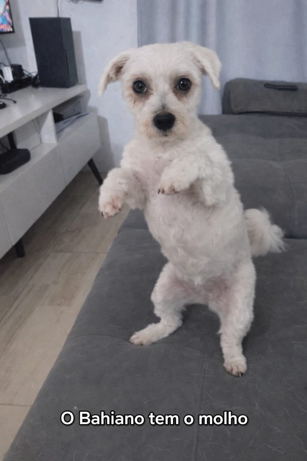 Dançarino, você paga ele dança!