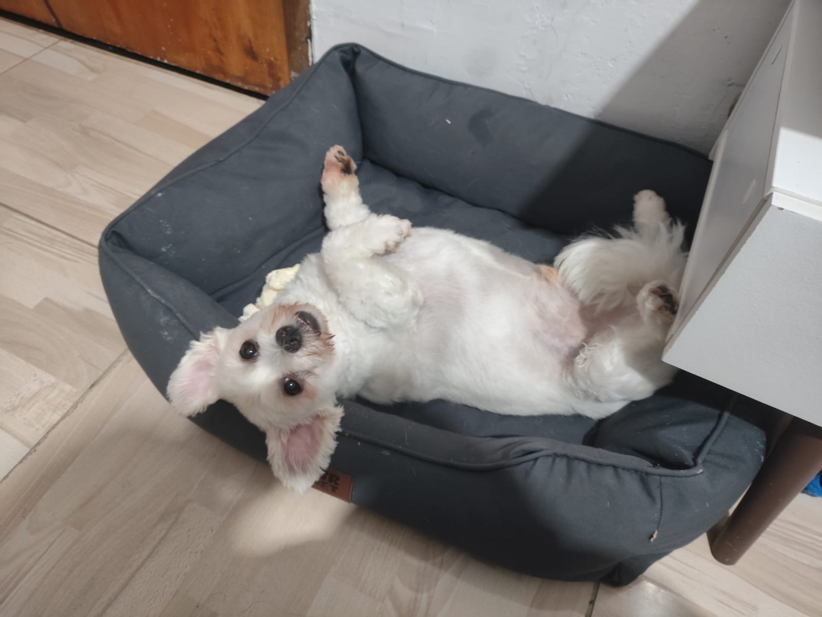 Olha essa pancinha quem vai resistir?